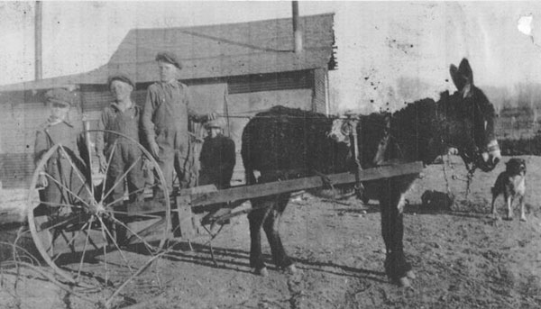 Boys on cart pulled by a donkey